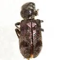 Enoclerus viduus