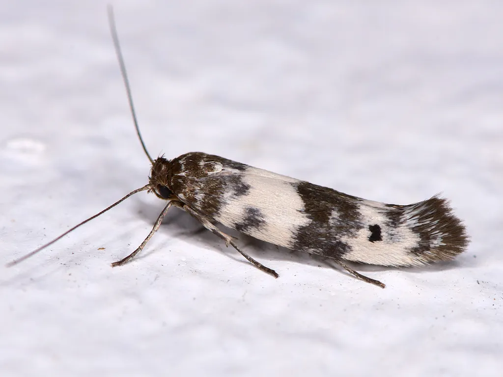 Spotted-seal enolmis moth - photo 2