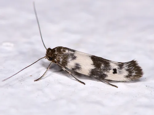 Spotted-seal enolmis moth - photo 4