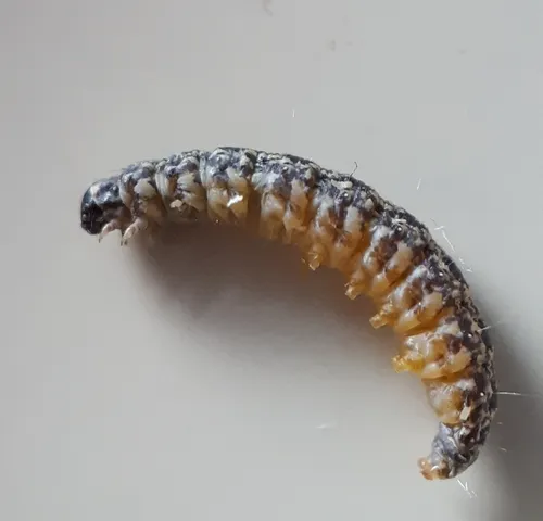 Spotted-seal enolmis moth - photo 5