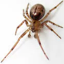 Enoplognatha caricis