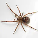 Enoplognatha caricis - photo 2