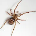 Enoplognatha caricis - photo 3