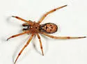 Enoplognatha caricis - photo 4