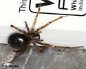 Enoplognatha caricis - photo 5