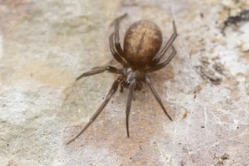 Enoplognatha intrepida