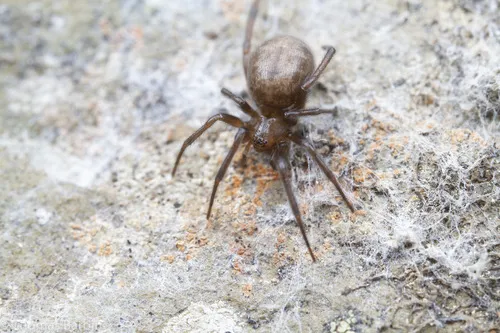 Enoplognatha intrepida - photo 4