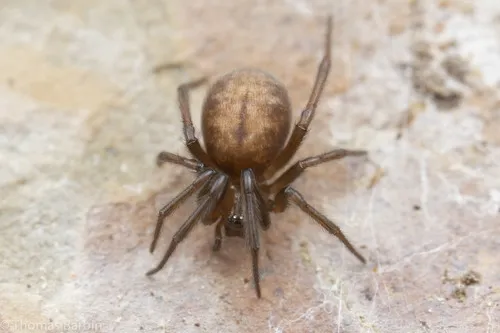 Enoplognatha intrepida - photo 5