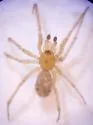 Enoplognatha joshua