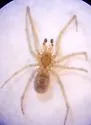 Enoplognatha joshua - photo 2