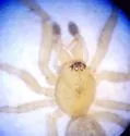 Enoplognatha joshua - photo 3