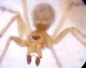 Enoplognatha joshua - photo 4