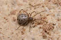 Enoplognatha joshua - photo 5