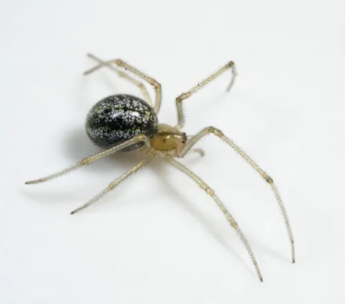 Enoplognatha latimana