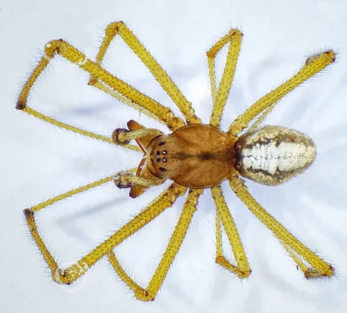 Enoplognatha latimana - photo 2