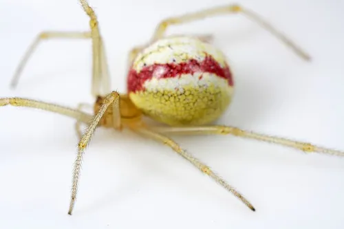 Enoplognatha latimana - photo 3
