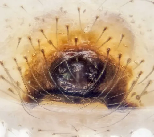 Enoplognatha latimana - photo 4