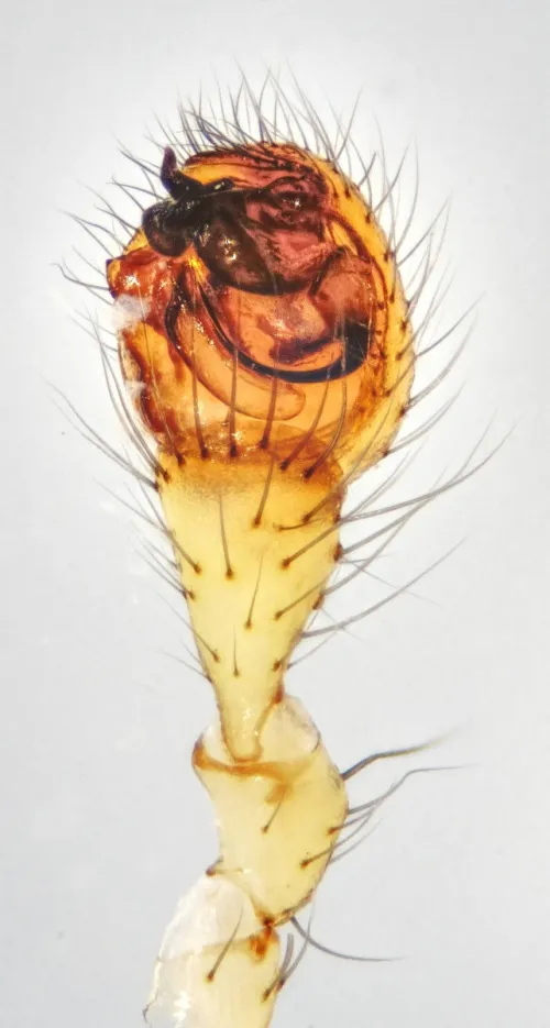 Enoplognatha latimana - photo 5