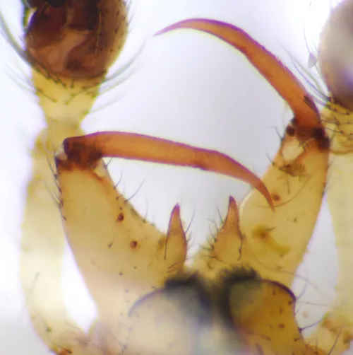 Enoplognatha latimana - photo 6