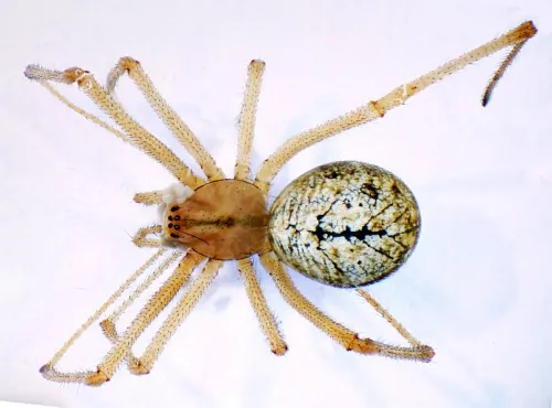 Enoplognatha latimana - photo 7
