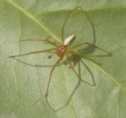 Enoplognatha latimana - photo 8
