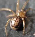 Marbled Cobweb Spider