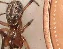 Marbled Cobweb Spider - photo 2