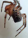 Marbled Cobweb Spider - photo 3