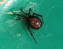 Marbled Cobweb Spider - photo 4