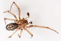 Marbled Cobweb Spider - photo 5