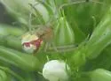 Enoplognatha ovata