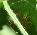Enoplognatha ovata - photo 2
