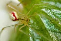Enoplognatha ovata - photo 4
