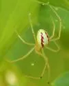 Enoplognatha ovata - photo 5