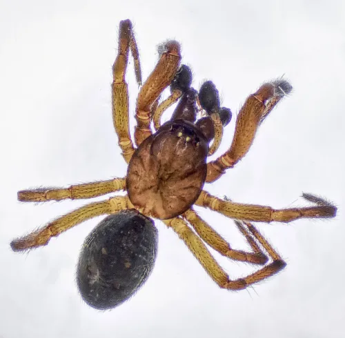 Enoplognatha thoracica - photo 2