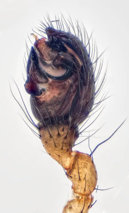 Enoplognatha thoracica - photo 3