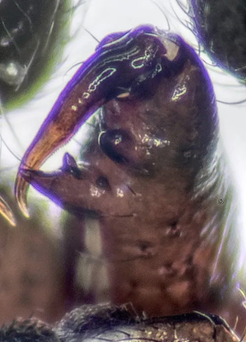 Enoplognatha thoracica - photo 4