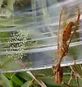 Entanoneura batesella