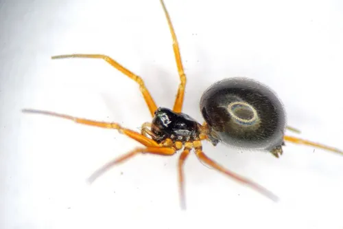 Entelecara acuminata