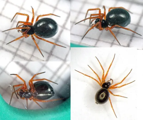 Entelecara acuminata - photo 2