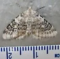 Entephria inventaraia - Hodges#7305 - photo 4