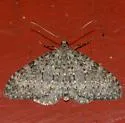 Entephria separata - Hodges#7306.2 - photo 2