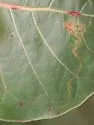 Enteucha basidactyla - Hodges#0117 - photo 2