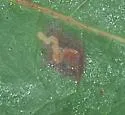 Enteucha gilvafascia - Hodges#0118 - photo 2