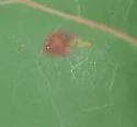 Enteucha gilvafascia - Hodges#0118 - photo 3