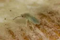 Entomobrya arula