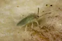 Entomobrya arula - photo 2