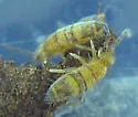 Entomobrya assuta