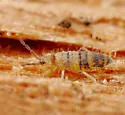 Entomobrya assuta - photo 2