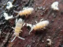Entomobrya assuta - photo 4
